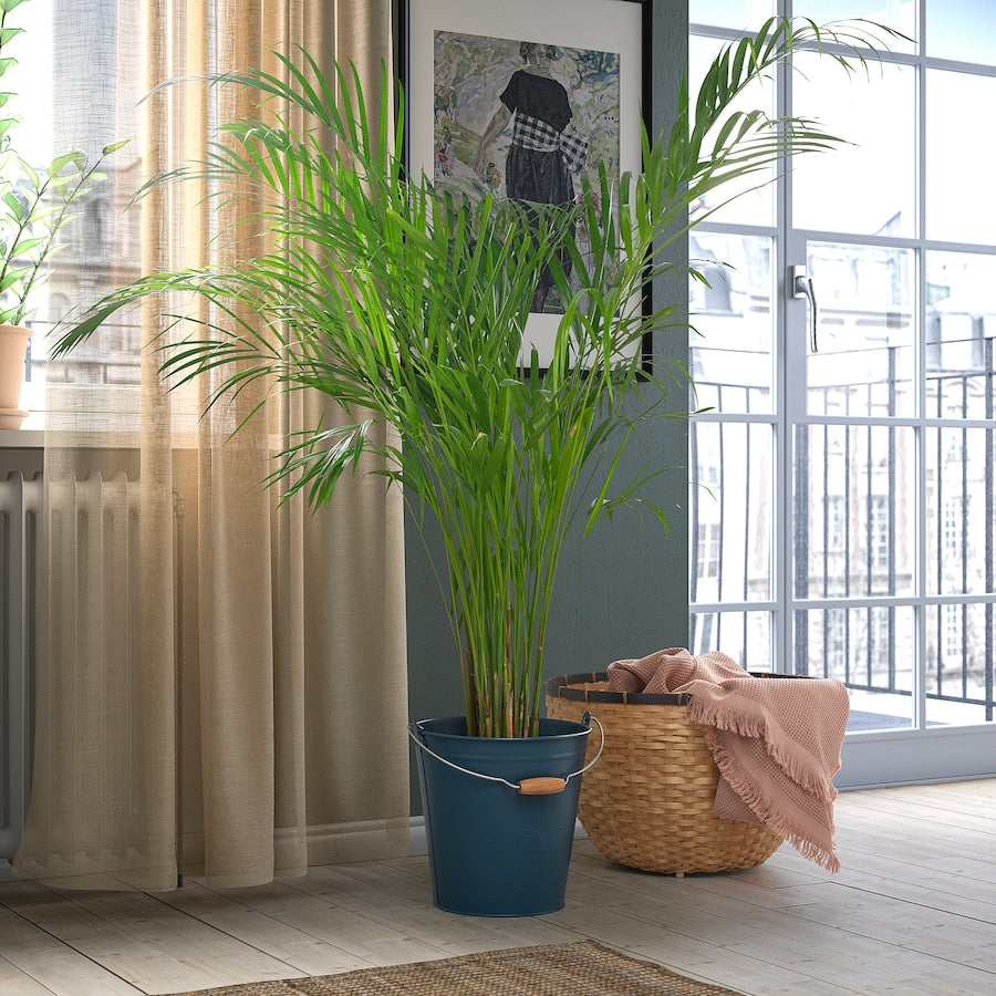 دلو/آنية نباتات ÅKERBÄR (10 لتر )