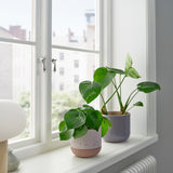 آنية نباتات  BUSKKAPRIFOL (12 سم)