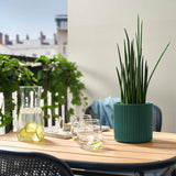 آنية نباتات DAKSJUS (12 سم )