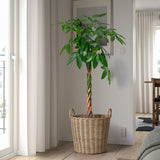 آنية نباتات FLODBJÖRK (41 سم)