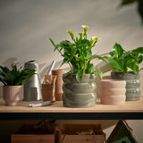 آنية نباتات  HASSELBUKETT (15 سم)