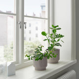 آنية نباتات  HONUNGSPALM  (15 سم)