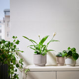 آنية نباتات  HONUNGSPALM  (15 سم)