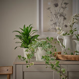 آنية نباتات KÖRSBÄRSBJÖRK (12 سم )