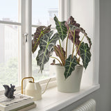 آنية نباتات KÖRSBÄRSBJÖRK (19 سم )